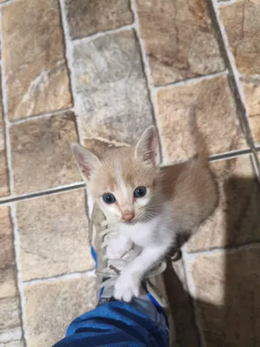 Gatinhos para adoção responsável 