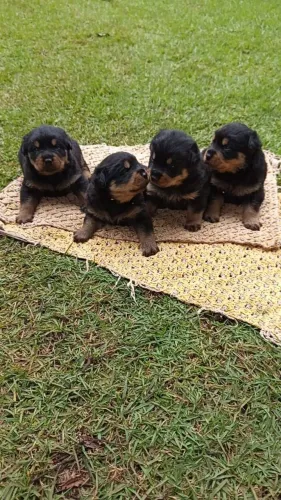 Rottweiler