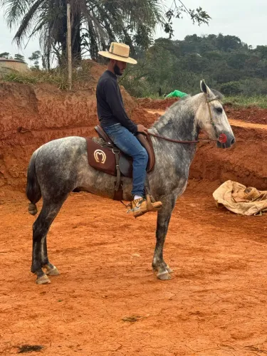 Cavalo castrado marchador 