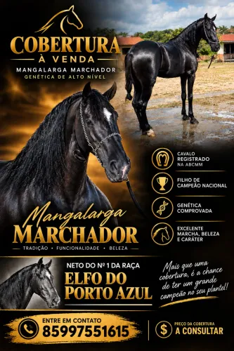 Cobertura de cavalo mangalarga marchador