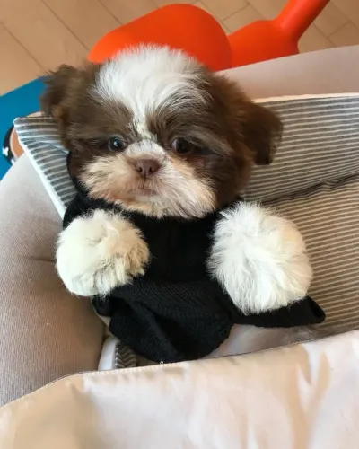 Shih tzu fêmeas a pronta entrega hoje chocolate 