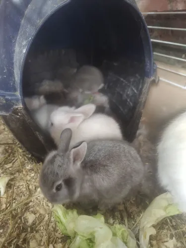 Coelhos raça Layon