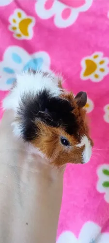 PORQUINHO DA ÍNDIA FILHOTES