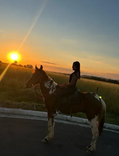 Vende cavalos