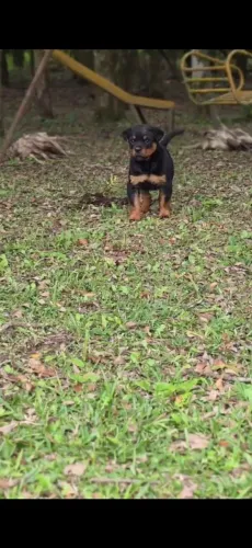Rottweiler filhotes