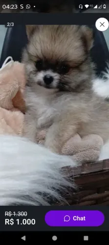 Macho de Ypitz alemão