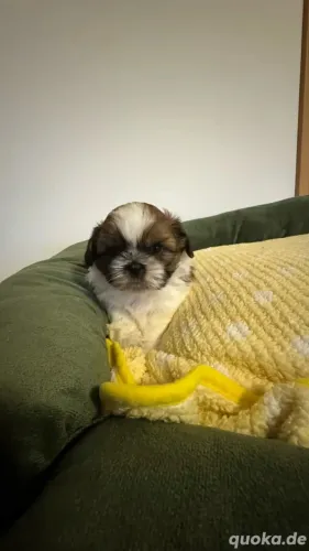 Neném Macho e Fêmea Vacinados Shih tzu/shitzu SP