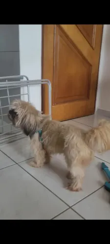 Cãozinho Shih Tzu Para Doação. 