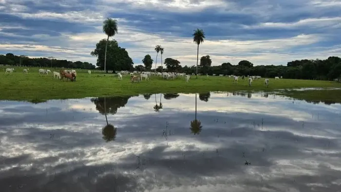Fazenda 276 hectares 
