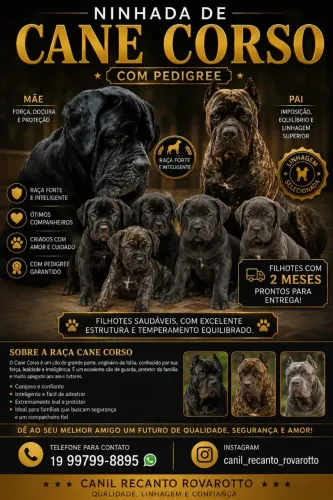 ? Cane Corso de Alta Qualidade - Filhotes com 2 Meses, Pedigree e Prontos para o Novo Lar