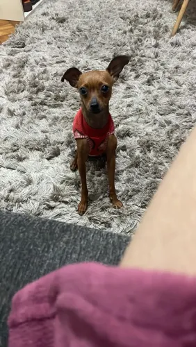 Doação de Pinscher 