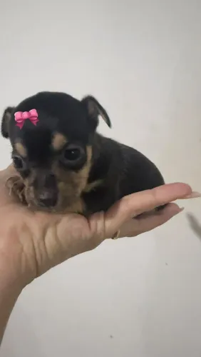 Prontinha para um novo lar filhote de pinscher 0 fêmea entrega imediata