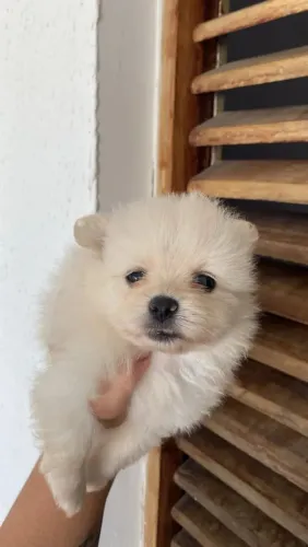 Spitz alemão Seu próximo ídolo tem quatro patas