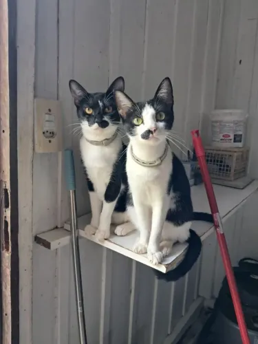 Doação gatas 1 anos. Castradas