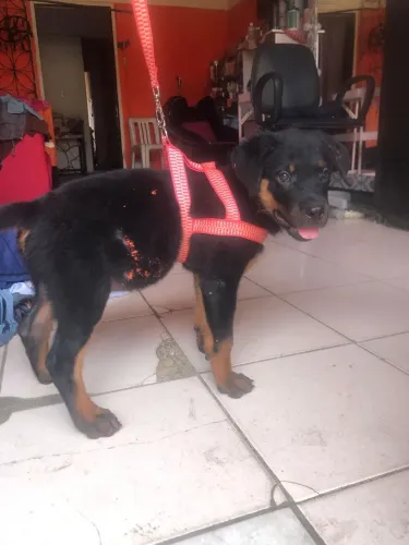 Filhote rottweiler 4 meses