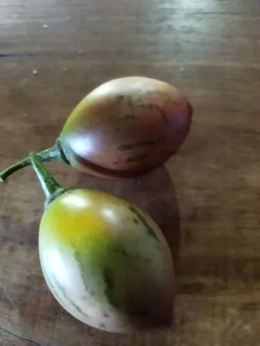 Muda tomate de árvore