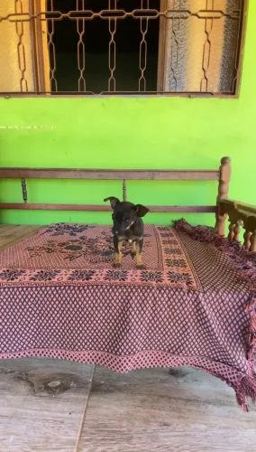 Vendo filhote de Pinscher