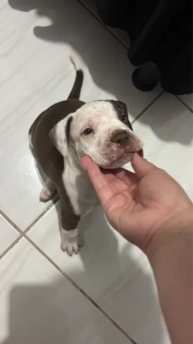 Filhote de pit bull macho