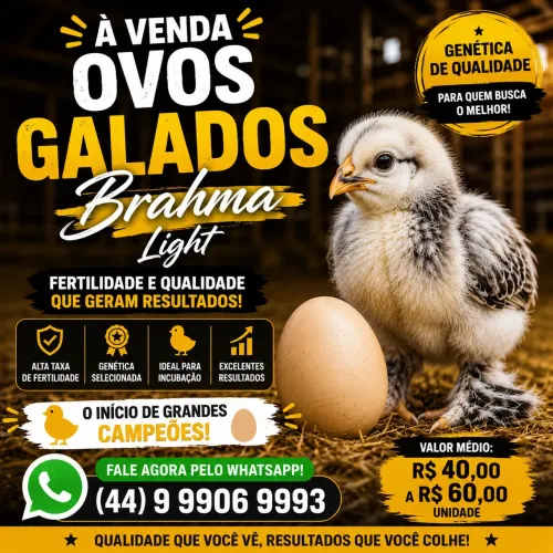 Ovos galados galinha Brahma