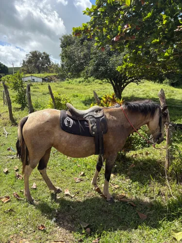 POTRA PIQUIRA PRA CRIANÇA MUITO DÓCIL
