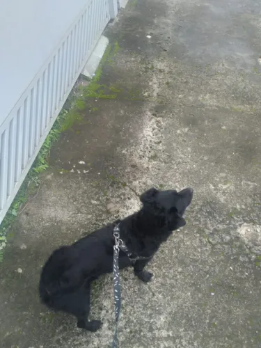 Passeador de Cães em Suzano | Dog Walker
