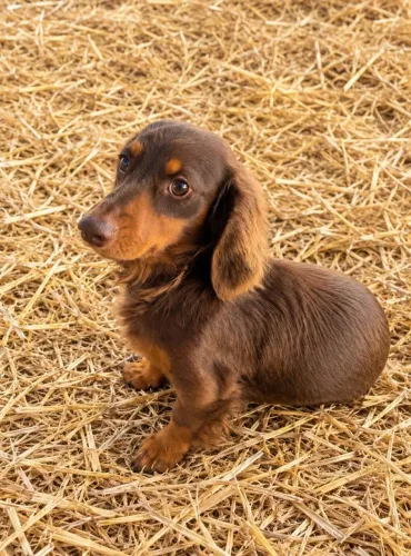 Dachshund Cofap Basset Teckel Salsicha adulto pelos longos