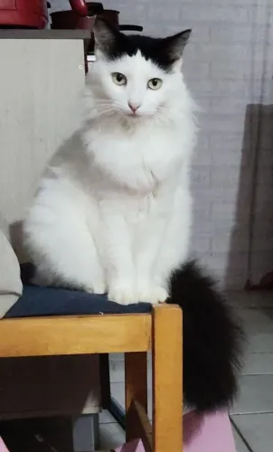Doa-se gatinha