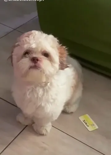 Vendo shiz tzu 4 meses de edade