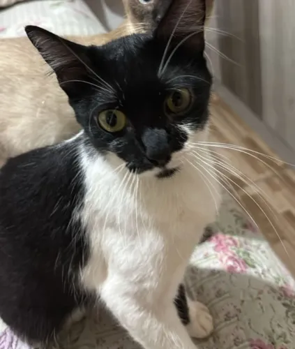 PROCURA SE MINHA GATA 