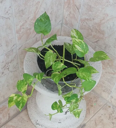 Vendo