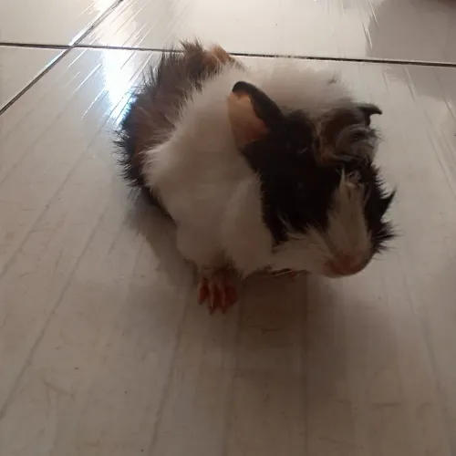 Porquinho da índia