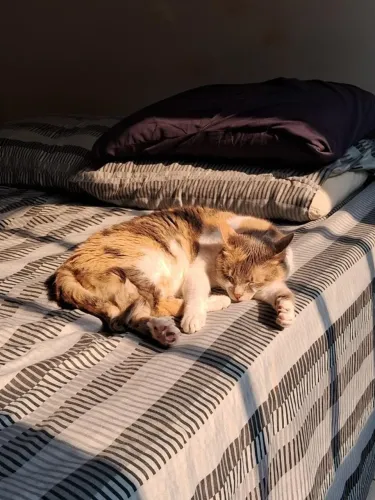 Gata para adoção