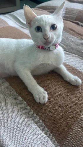 Doação de gato FÊMEA