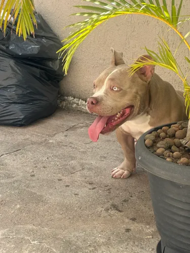Cachorro
