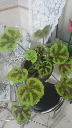 Planta Begônia 