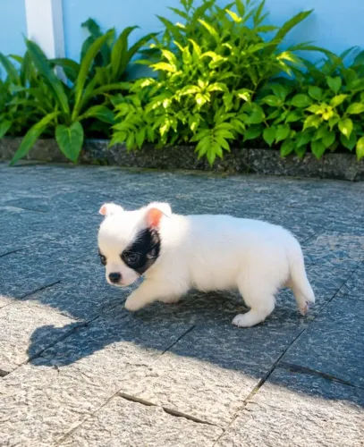 Filhote de Chihuahua Machinho - em toda Santa Catarina
