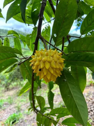 Vende-se chácara em Marechal Floriano ES