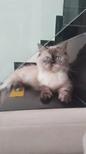 Gata Persa fêmea