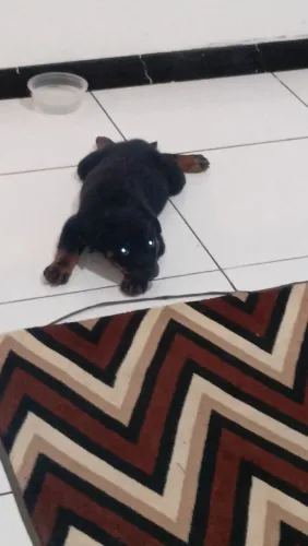 Rottweiler puro