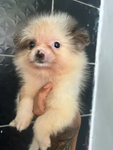 Lulu da Pomerania