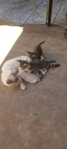 Estou doando gatos 