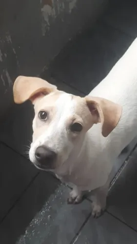 Adoção responsável