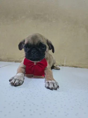 Filhote de Pug fêmea com pedigree