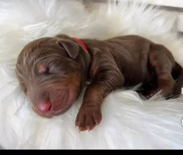 Filhotes de Doberman disponíveis 