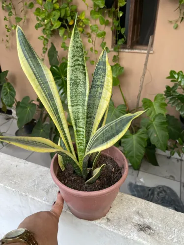 Plantas naturais