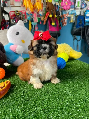 Shihtzu fêmea tricolor 