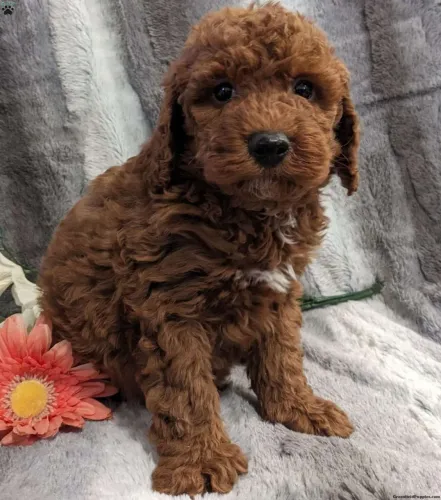 Poodle Toy | Entrega imediata 