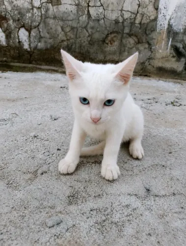Adoção de gato
