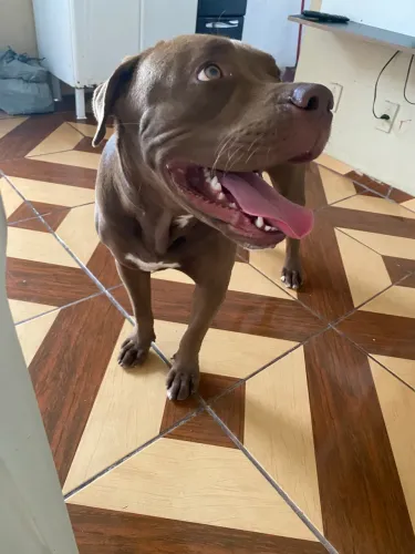 Pit Monster à venda no precinho.
