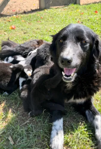 Filhote fêmea Border collie